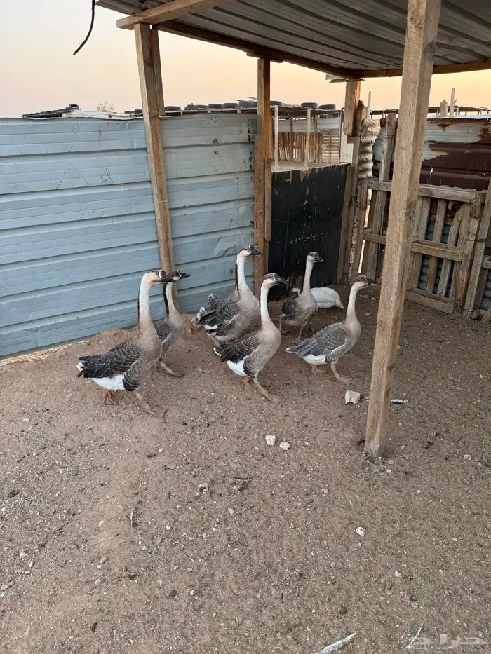 وز عراقي 2
