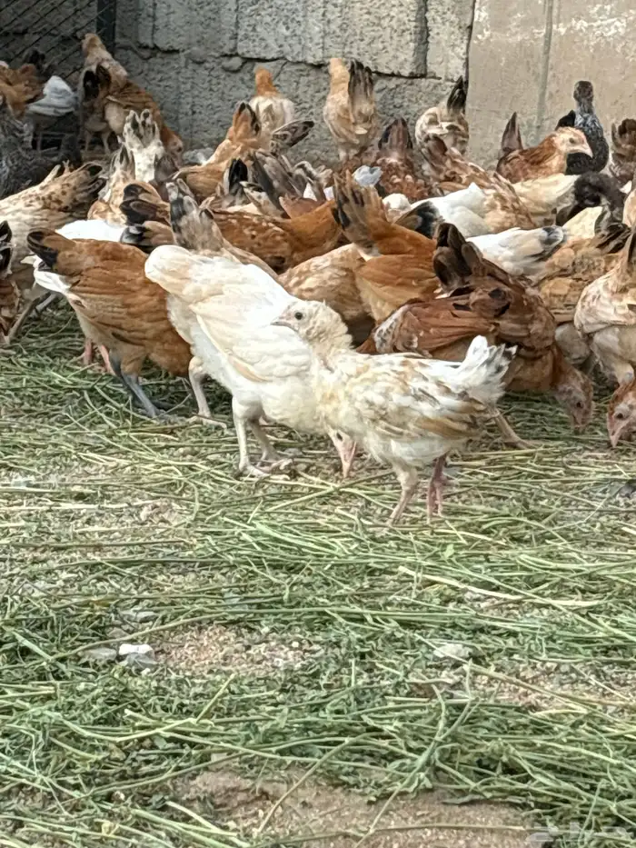 فروخ دجاج 5