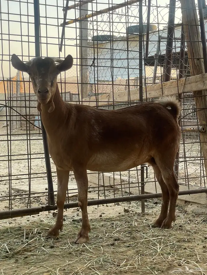 عنز دافع جنوبيه 1