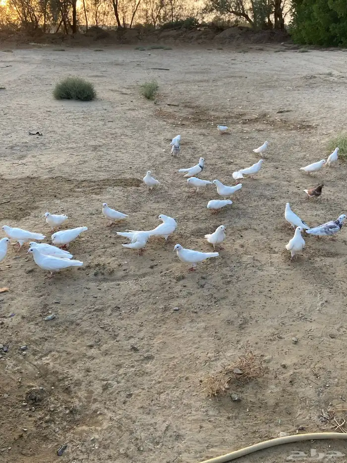 حمام 1