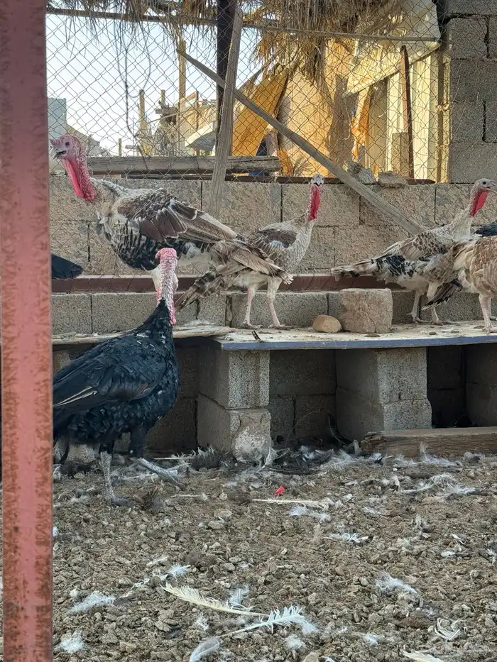 دجاج رومي وديوك 5