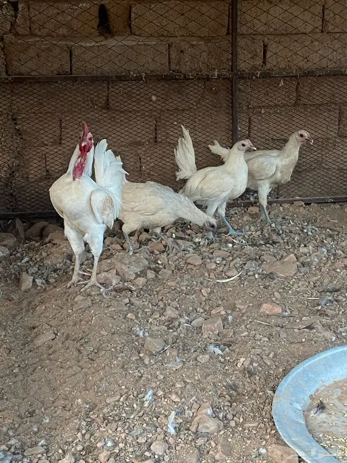دجاج بلدي 1