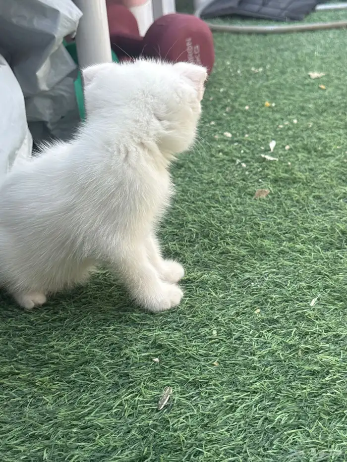 قطط اسكوتش صغيرة للبيع 6