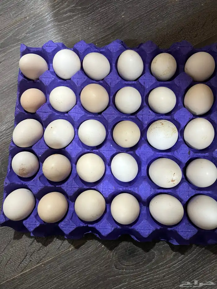 بيص بلدي وفيومي 0