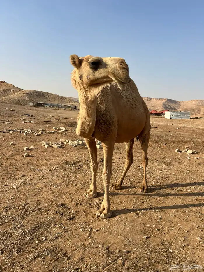 ناقة شقحاء ام رابع 2