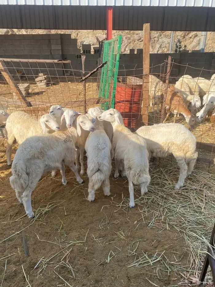 8 طليان سمان للمناسبات 2