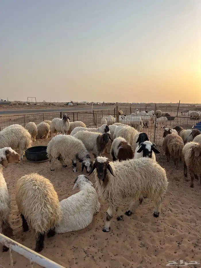 ذبائح تابي وتمارا ويوجد صلخ وتوصيل ( بريدة) 3