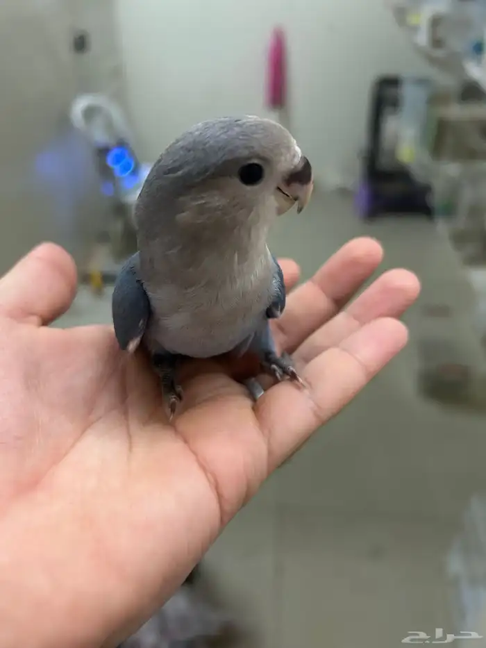 فروخ روز شبه اليفه ((تم البيع)) 5