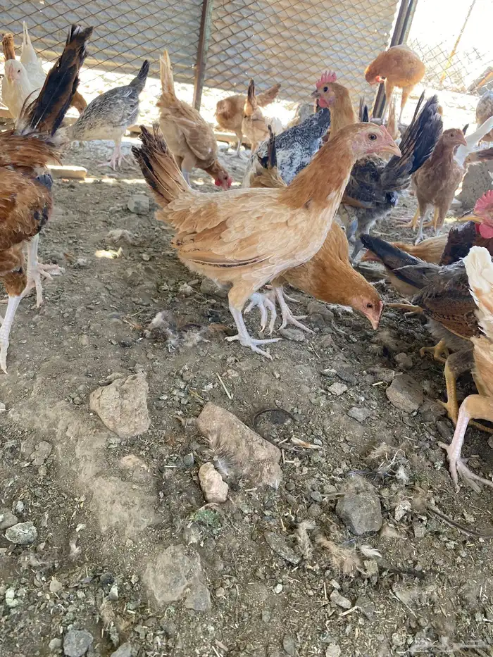 دجاج بشاير على وشك الانتاج 13