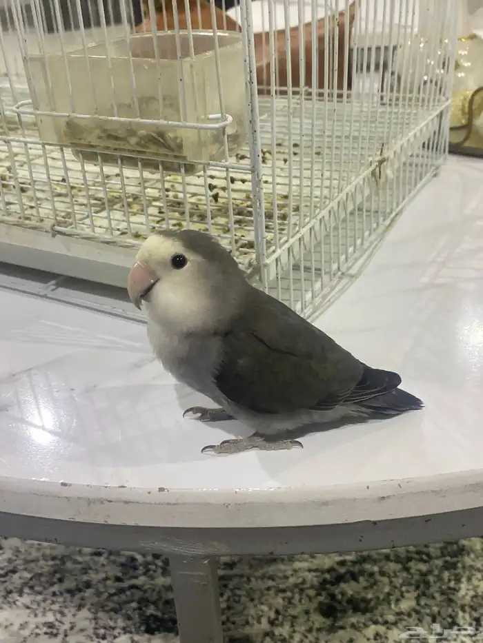 جوز روز تربيه 0