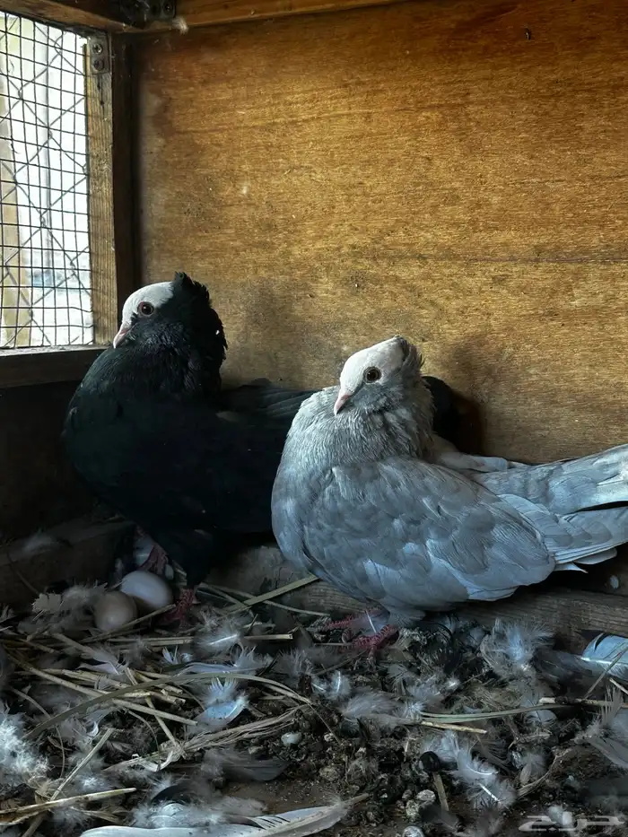 زوج صومالي منتج مع فروخ 4