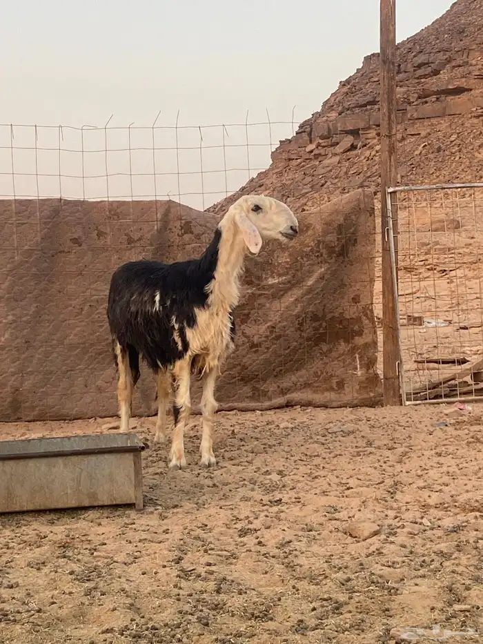 نعاج صنف الصنف رباعيات 0