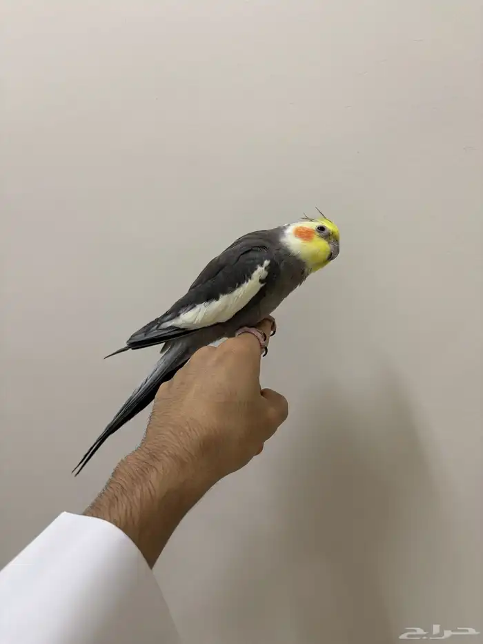 كروان نورمال مغرد 2