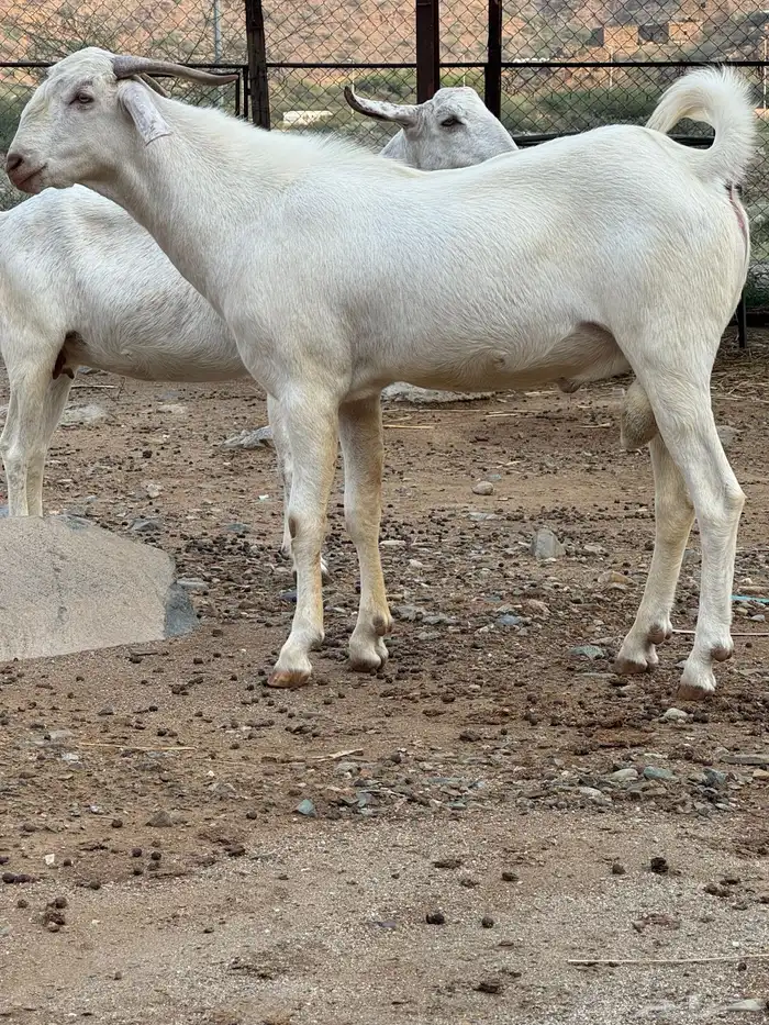 تيس ابرص صنف فحل 3