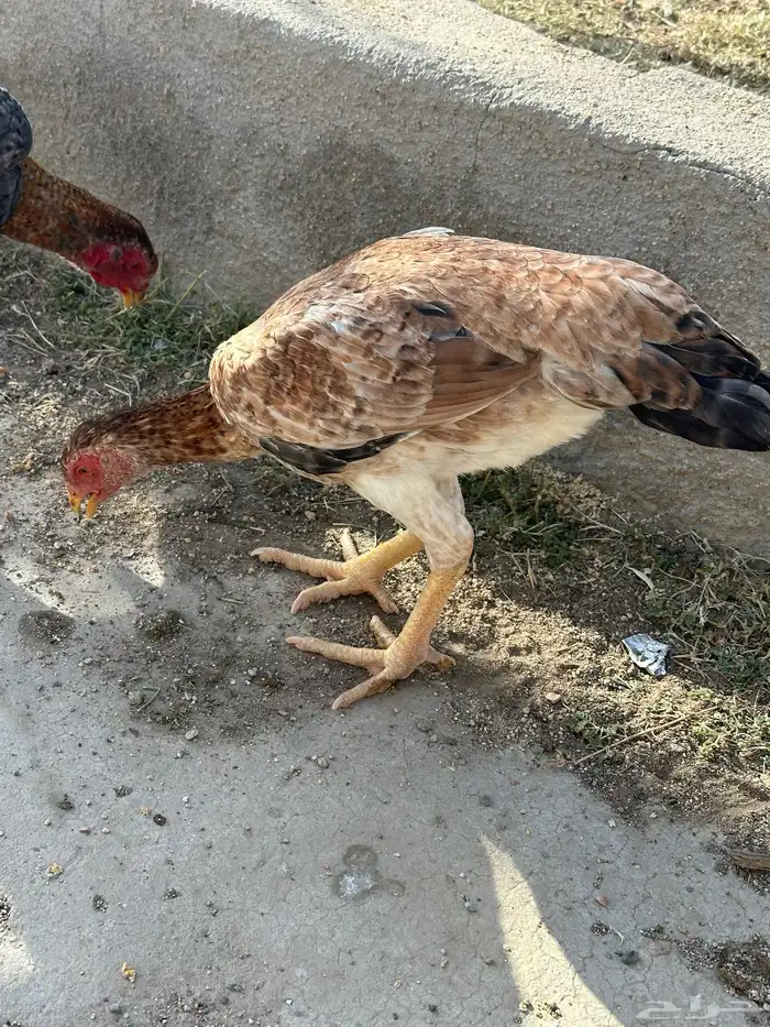 شامو يباني 10