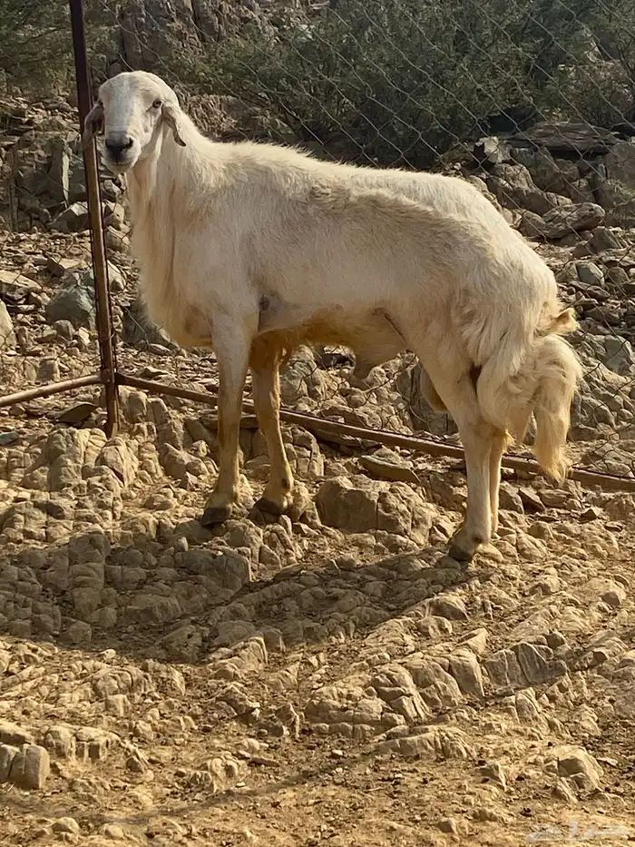 للبيع خروف فحل مشروط من جميع العيوب الحمدلله أسن جامع 0