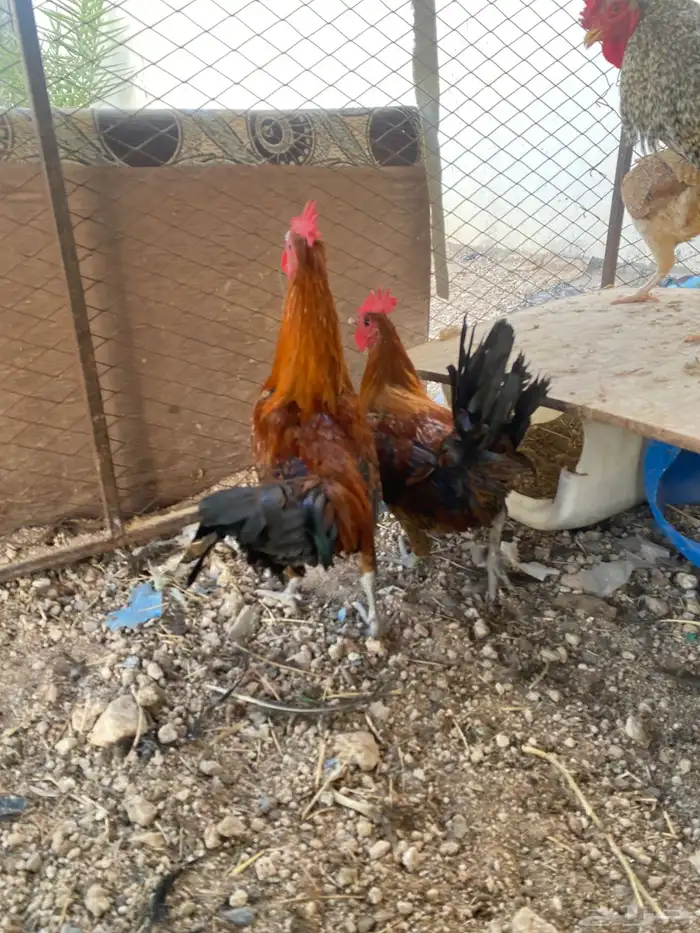 3 ديكه ودجاجه بلدي 2