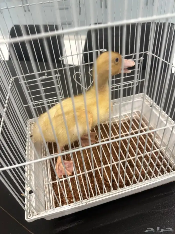 بطه للبيع 0