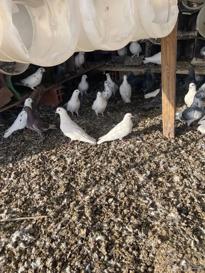 حمام مشكل اغلبه فرنسي سوبر جامبو 4