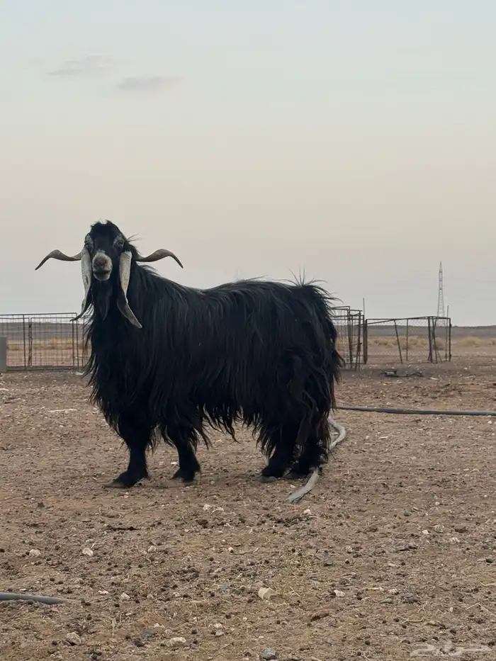 تيس فحل مشروط 2