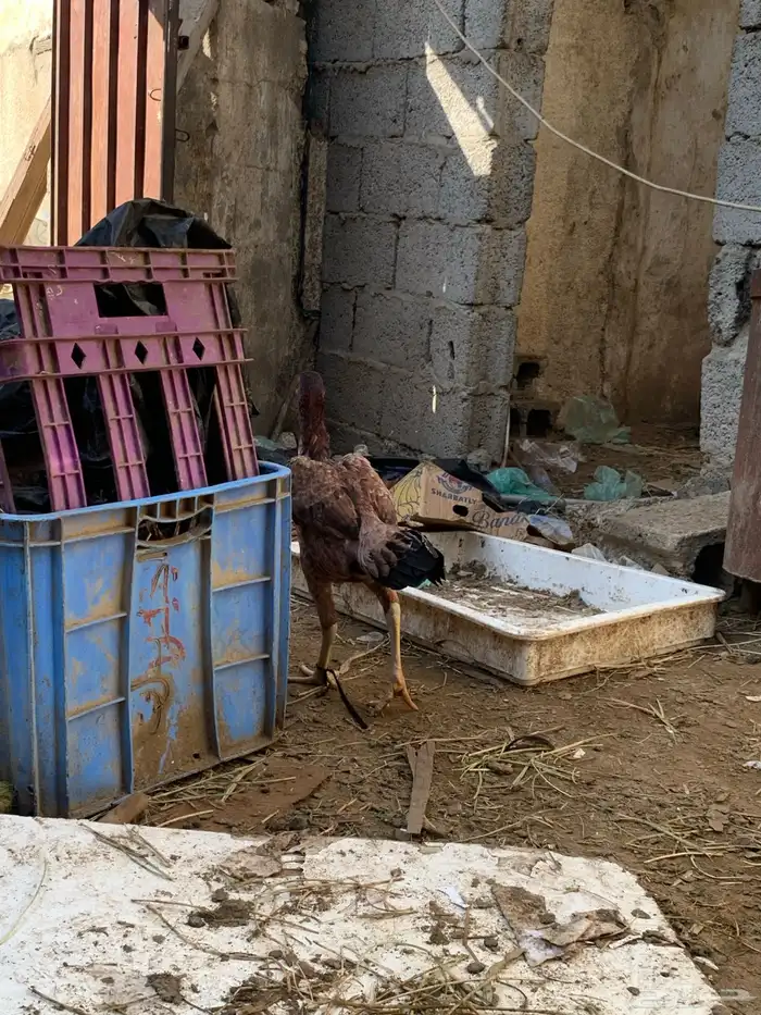 دجاج شامبو للبيع 4