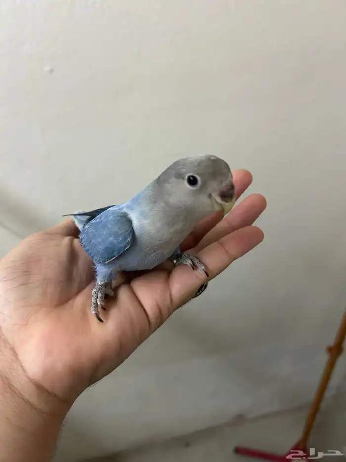 فروخ روز شبه اليفه ((تم البيع)) 6