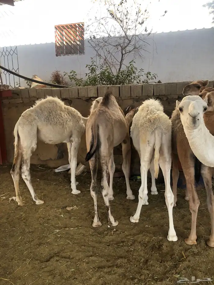 حشوان مناسبات العمر من 5 الى 6 شهور 6
