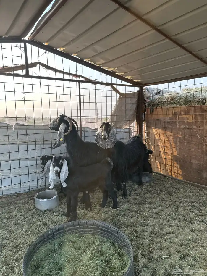 للبيع ومعزاء متاويم 1