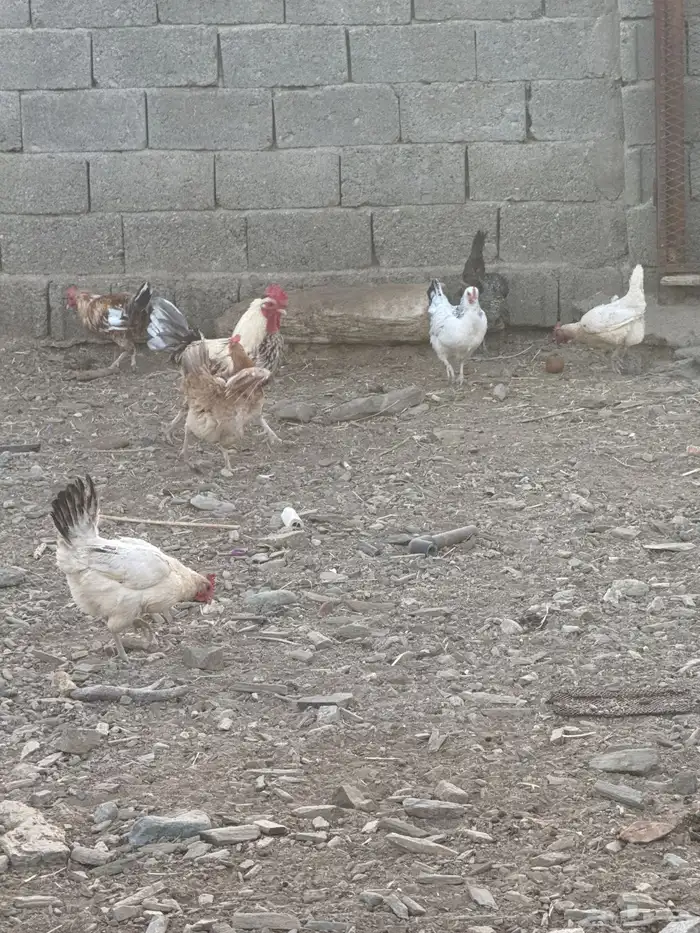 دجاج بلدي نظيف 2