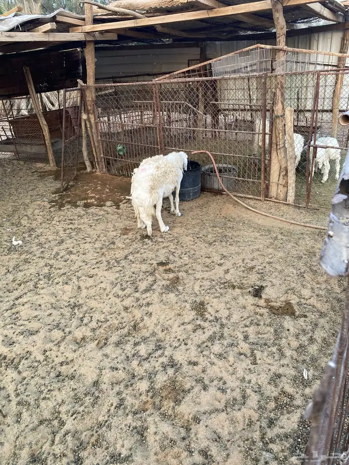 العدد 18 حريات مع الفحل وحده متاومه (محصنه) 1