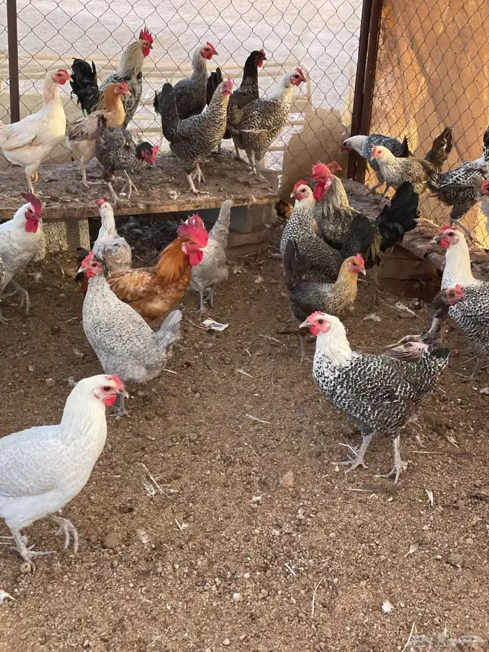 دجاج فيومي وبلدي 4