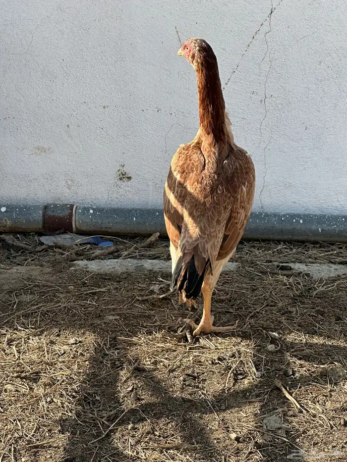 شامو يباني 11