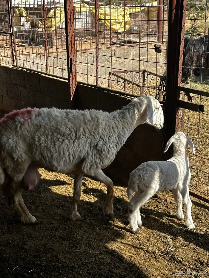 حريه معها رخل 3