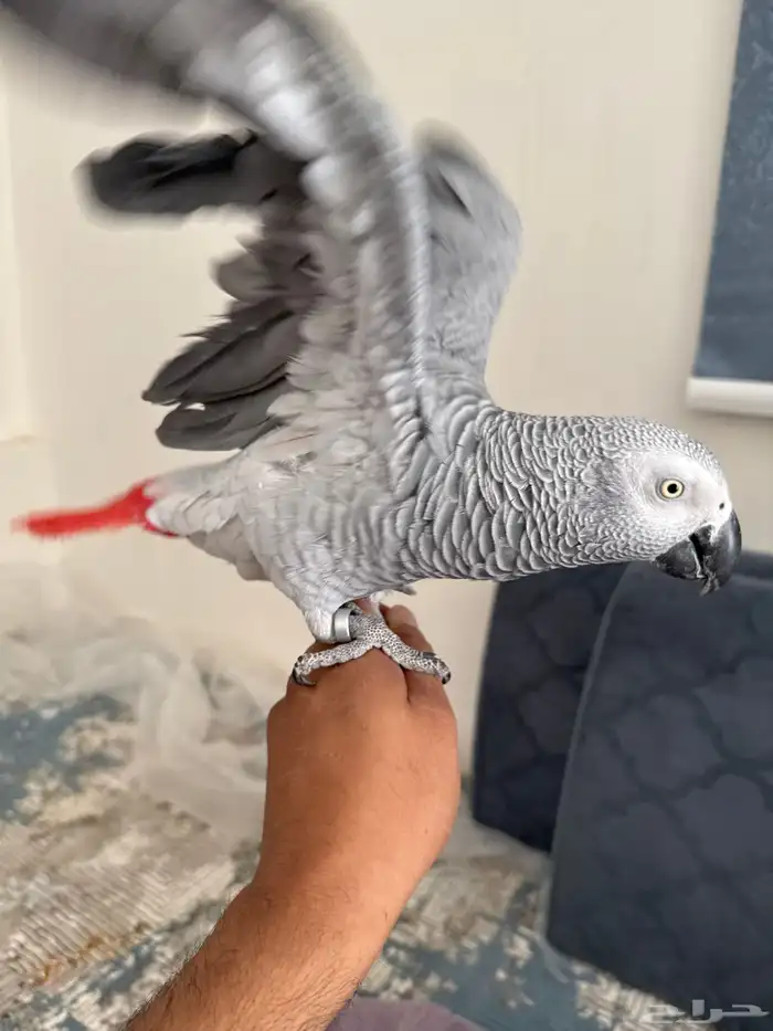 كاسكو اليف متكلم 1