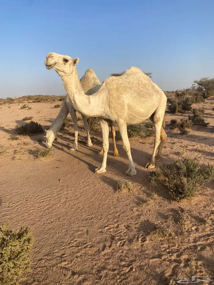 لقحه طيبه 1