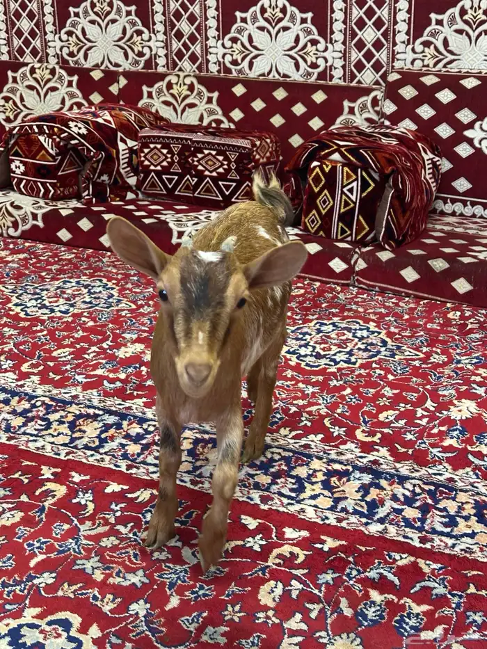 جفره ماعز قزم للبيع 0
