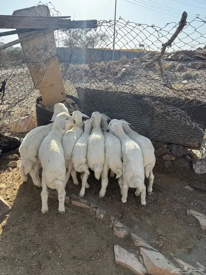 بهم تربيه 0