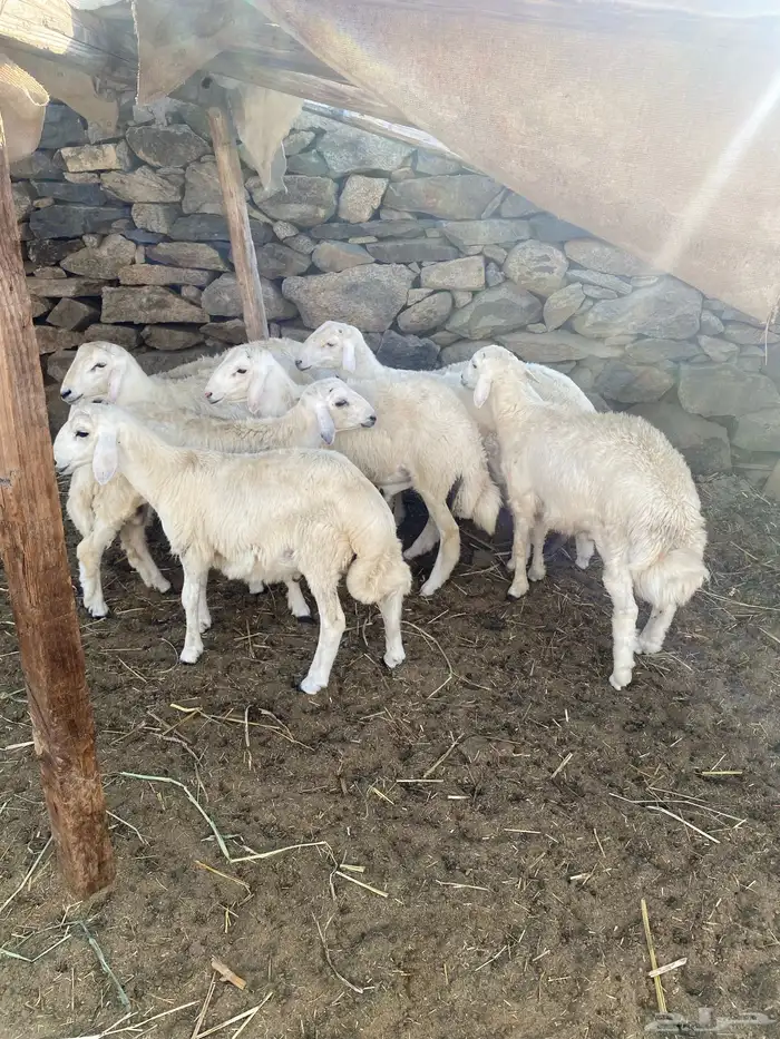 8 طليان سمان للمناسبات 4