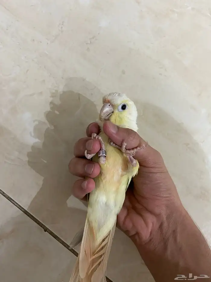 كنيور نعناع اليف ويرقص 1