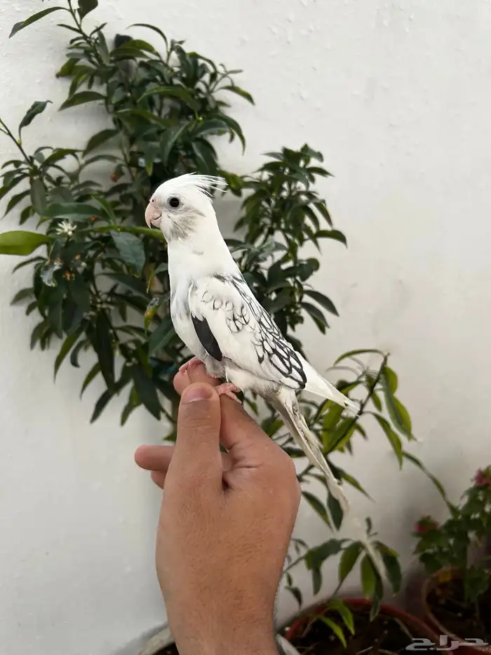 ذكر كروان هاف بايد فراشة اليف 0