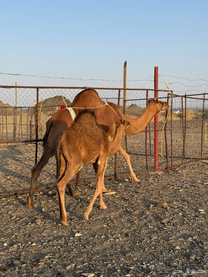 خلفة حمرا تحتها قعود 0