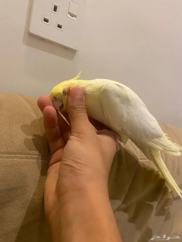 انثه كروان منجه أليفه شرط تم البيع 6