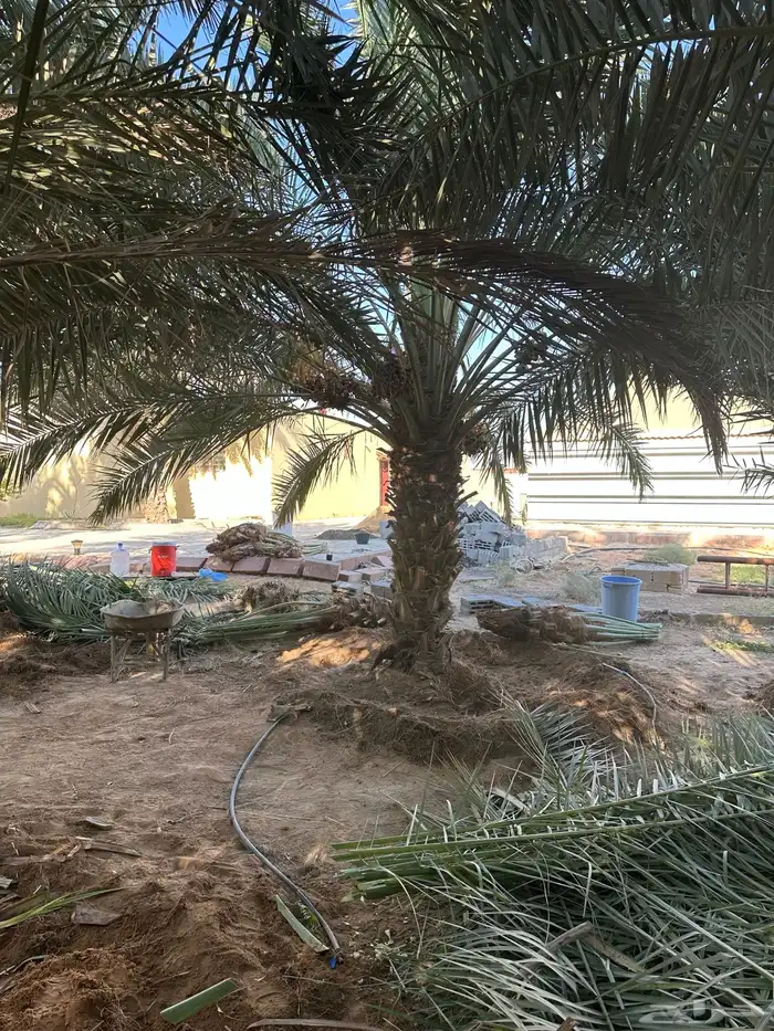 نخل للبيع توريد جميع المقاسات 4