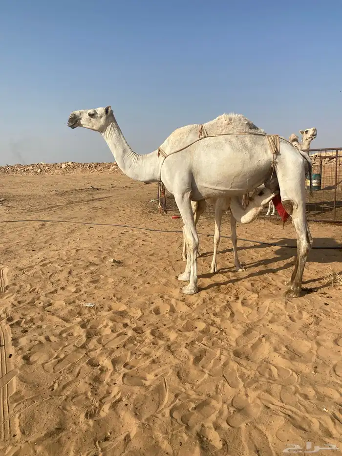 عشراء وضحى 0