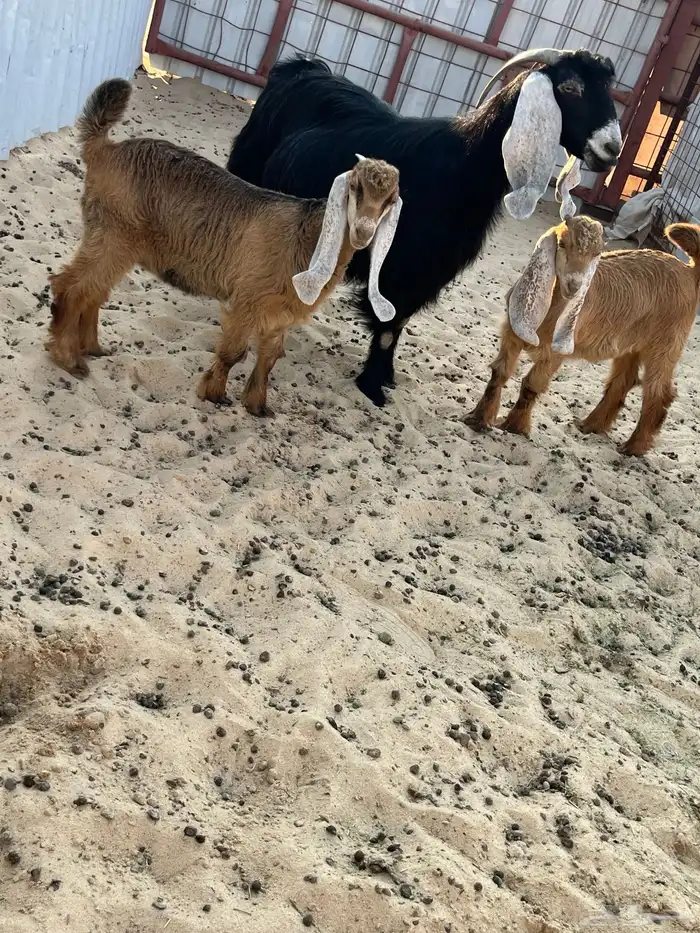 عنز عارضيه رغوث 2