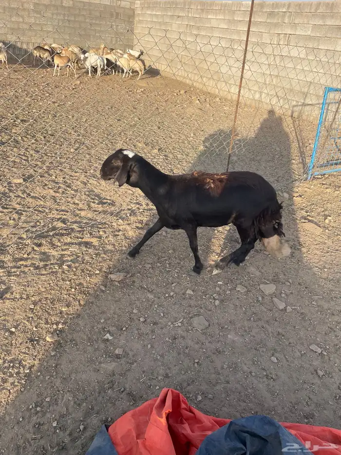 رخل سواكنيه 3