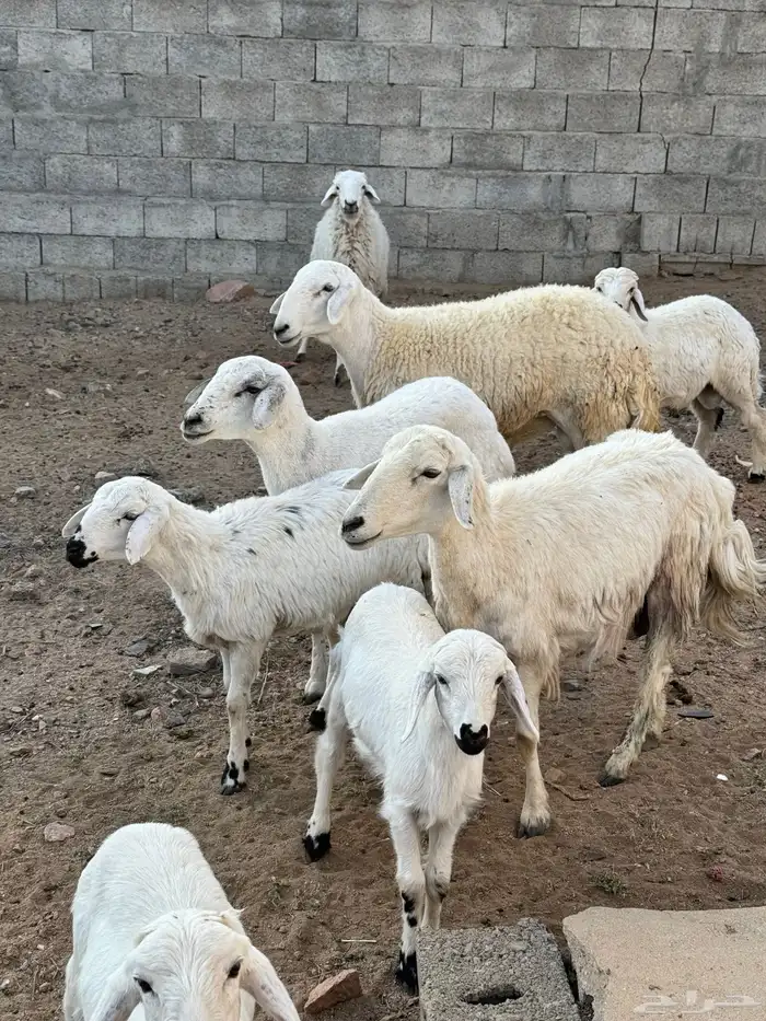 غنم للبيع 0