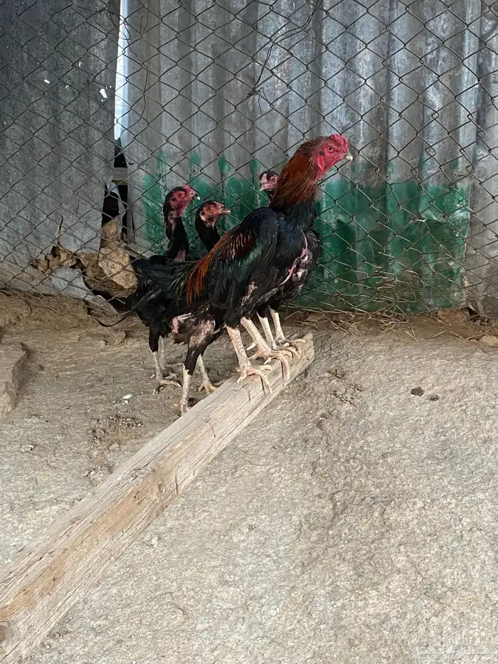 دجاج شامو 2
