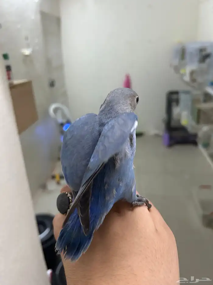 فروخ روز شبه اليفه ((تم البيع)) 2