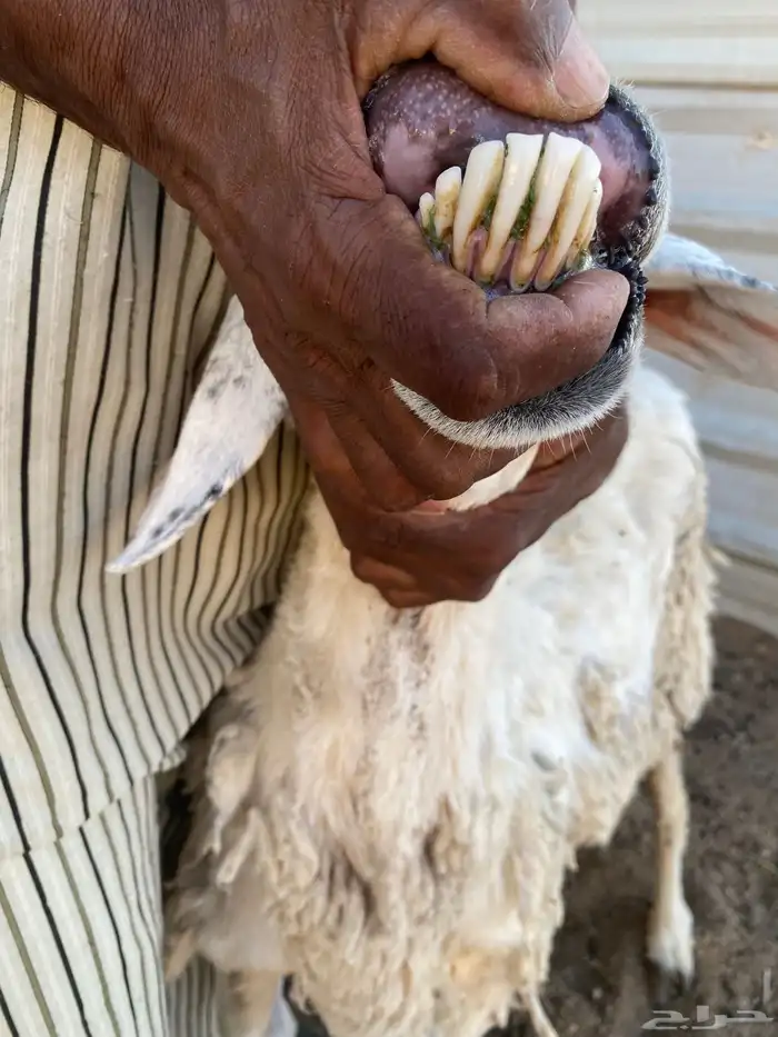 غنم حريه رغايث عياله ذبايح شرط سن وديد وروم 3 5